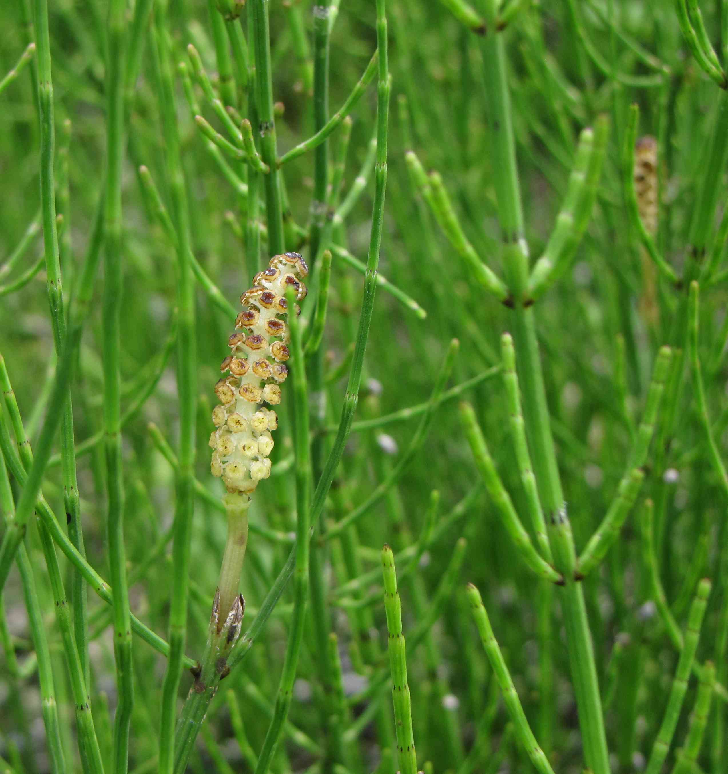 Equisetum ramosissimum